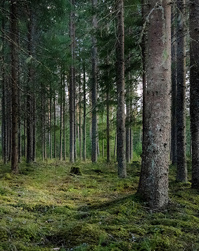 멜텍의 마루 브랜드 PRAWOOD